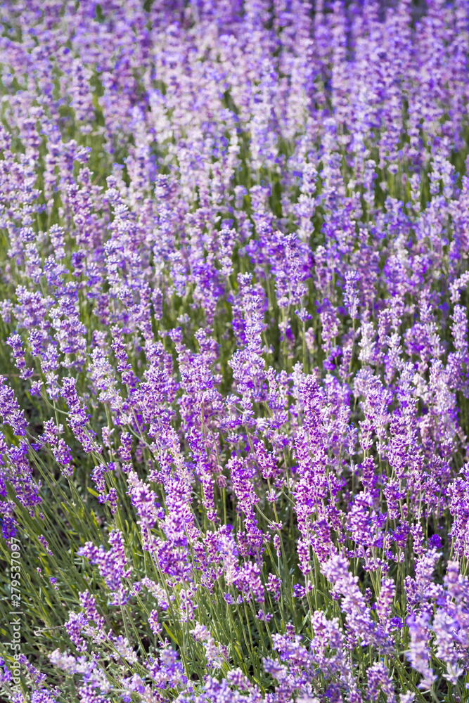 Naklejka premium Fioletowy kolor fioletowy kwiat lawendy pole zbliżenie tło. Użyto selektywnej ostrości.