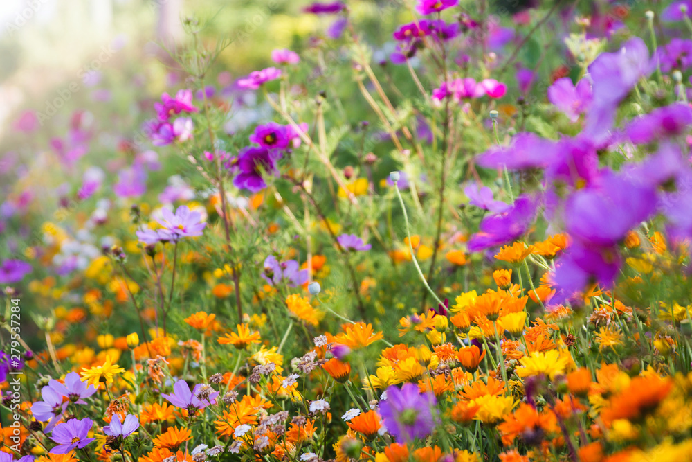 Beautiful field of wild flowers of orange yellow and purple bright colors; Wild flower garden of orange and yellow daisy flowers with cosmos flowers