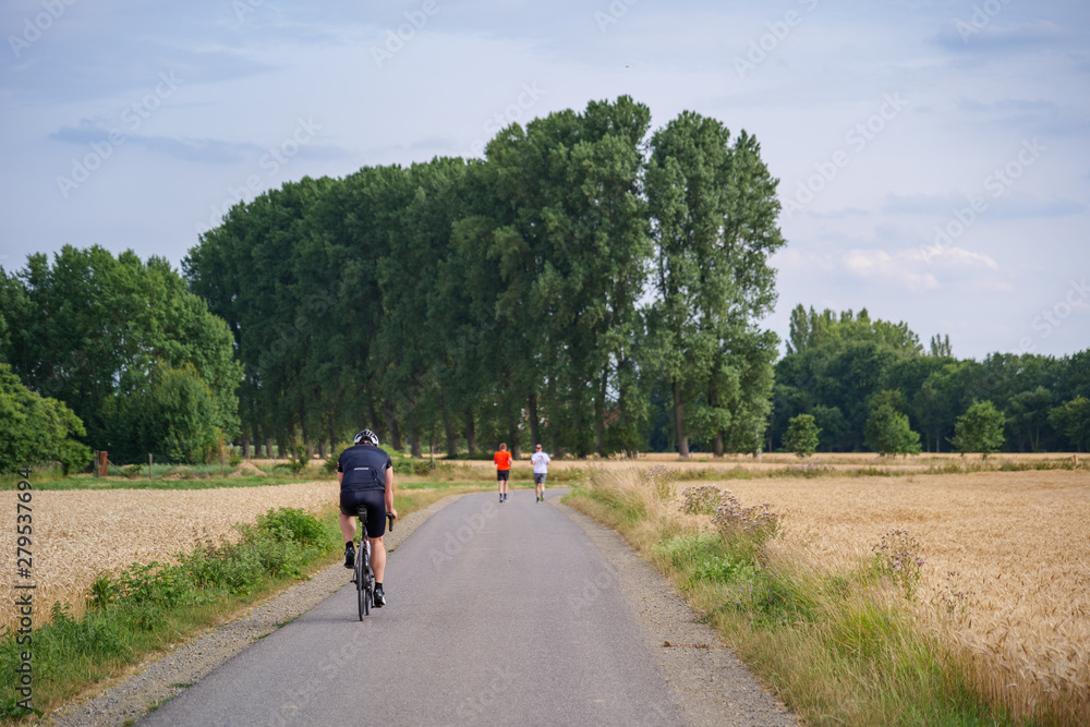 Outdoor sunny view of people ride a bicycle and jogging on small road in suburb area surrounded with agricultural field with golden wheat, barley and oat field in summer season against blue sky.