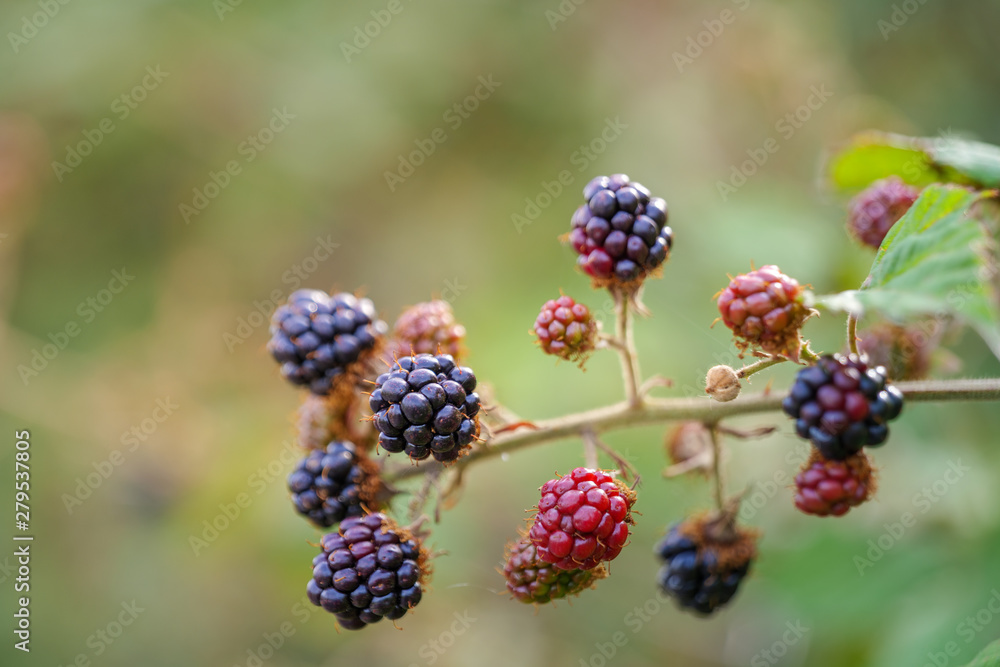 Selected focus, Growing raw ripe and unripe fresh blackberry on branch of berry tree. Selected focus, Growing raw ripe and unripe fresh blackberry on branch of berry tree.