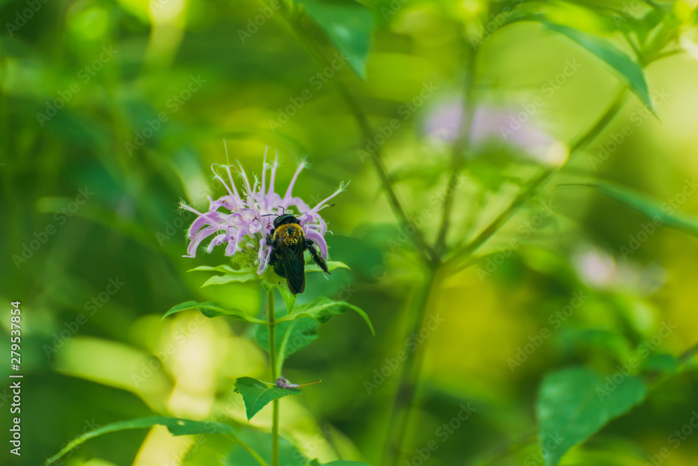 Bee on a pink monarda flower Bee on a pink monarda flower