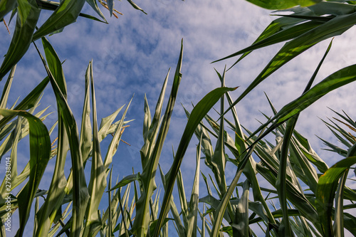 Sunny uprisen angle view among tall and high growing corn plant farm against  blue sky in rural countryside area.