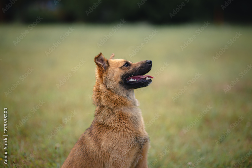 Naklejka premium portrait of a dog