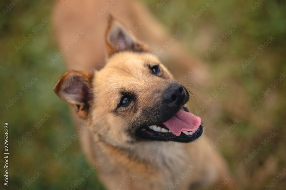 portrait of dog