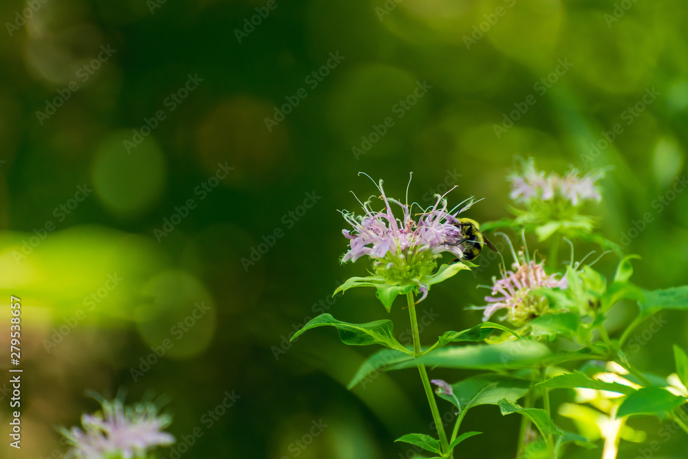 Bee on a pink monarda flower