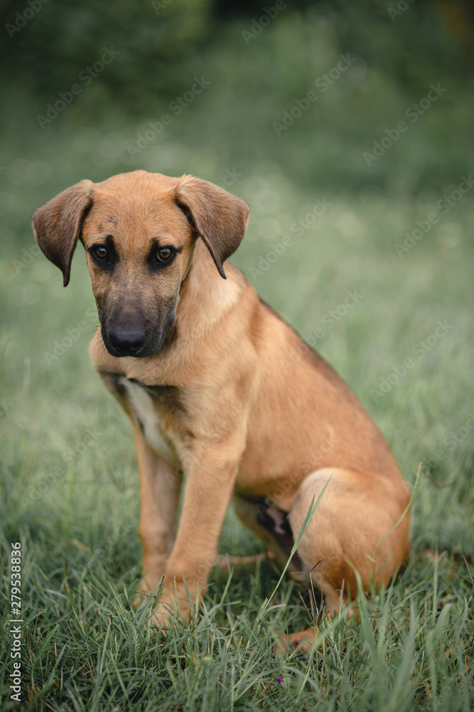 dog in park