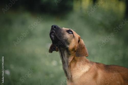 portrait of dog