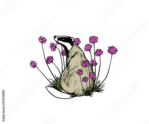 Hand drawn badger