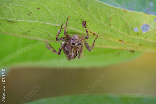 Spider hang upside down on a leaf