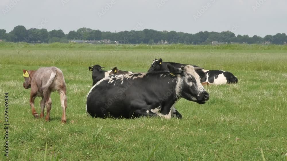 Holstein cows and calf in the meadow in the Netherlands Holstein cows and calf in the meadow in the Netherlands