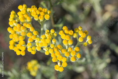 Helichrysum arenarium, dwarf everlast, immortelle yellow flowers