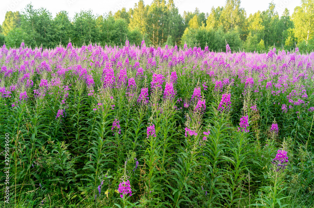 Chamaenerion angustifolium purple flowers. Fireweed plant, medical tea. Chamaenerion angustifolium purple flowers. Fireweed plant, medical tea.