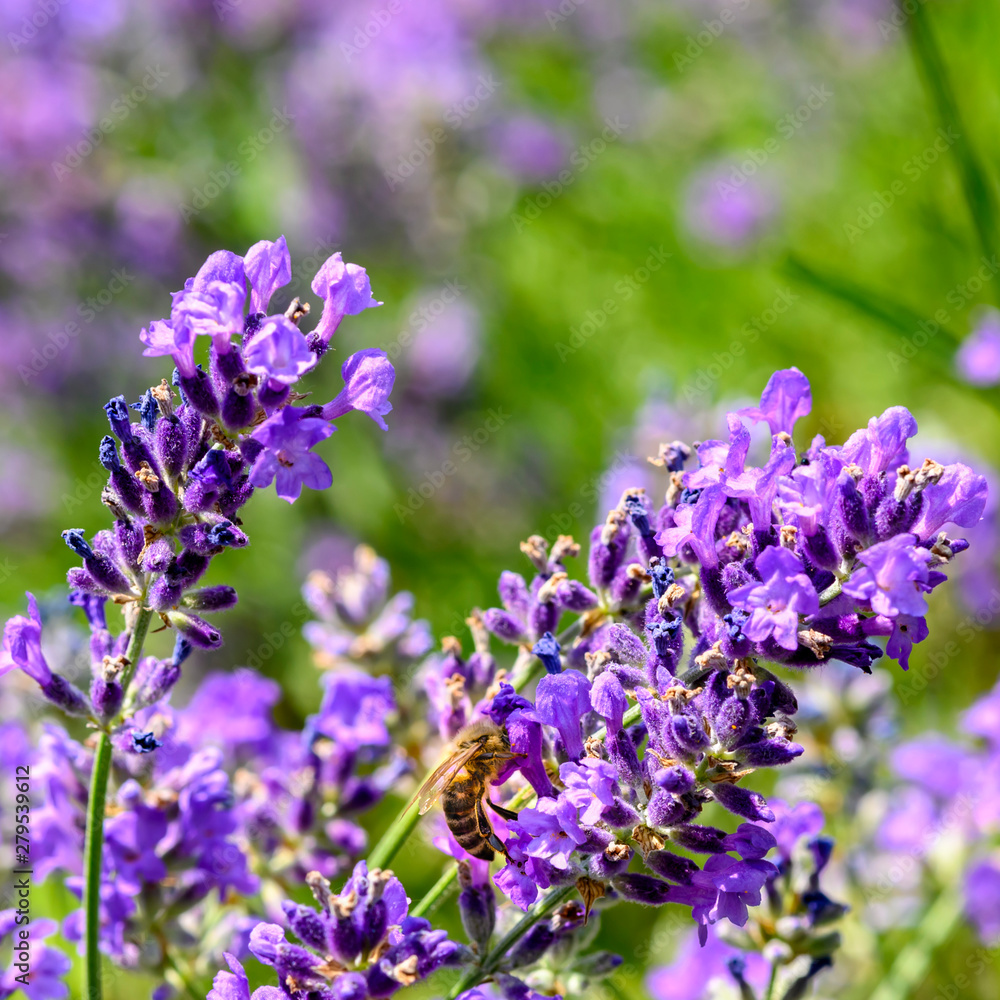 Bee (Apis) on lavender (Lavandula angustifolia) at a wild herb meadow.