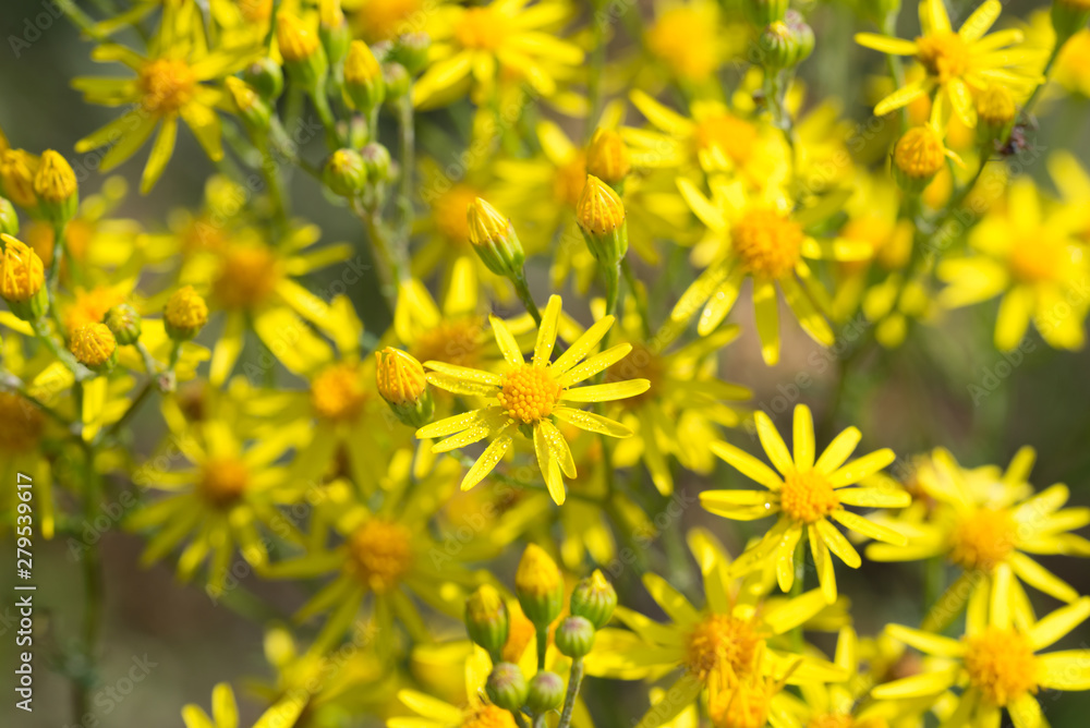 Jacobaea vulgaris, ragwort, common ragwort, benweed yellow flowers Jacobaea vulgaris, ragwort, common ragwort, benweed yellow flowers