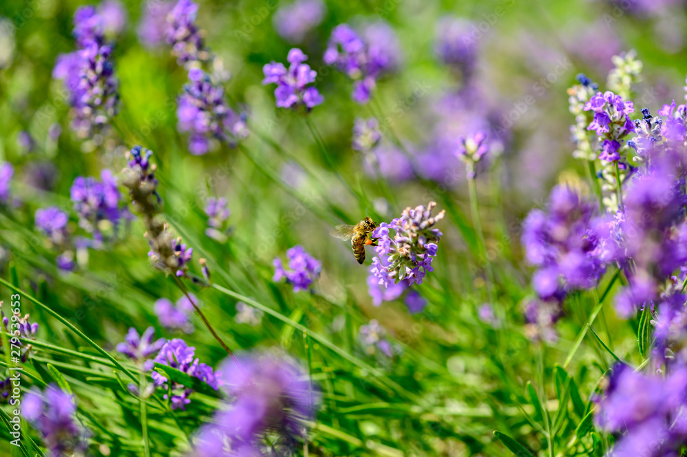 Bee (Apis) on lavender (Lavandula angustifolia) at a wild herb meadow. Bee (Apis) on lavender (Lavandula angustifolia) at a wild herb meadow.