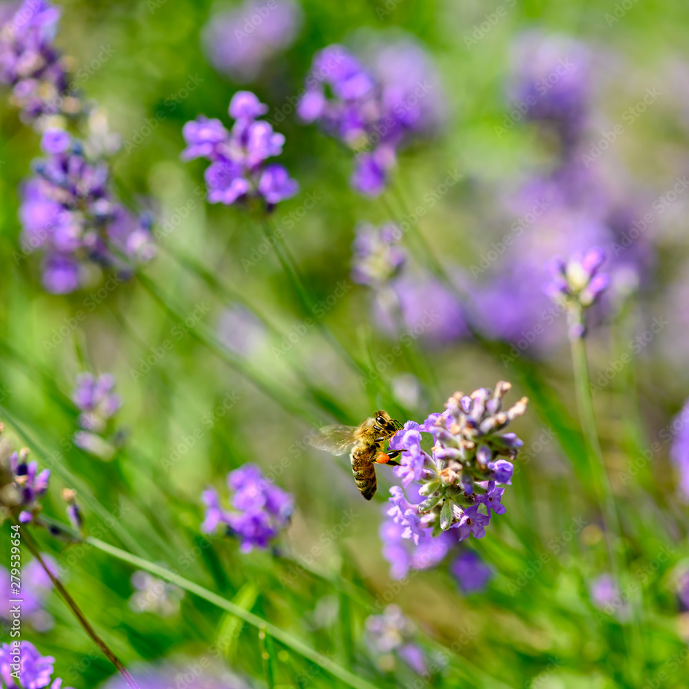 Bee (Apis) on lavender (Lavandula angustifolia) at a wild herb meadow. Bee (Apis) on lavender (Lavandula angustifolia) at a wild herb meadow.