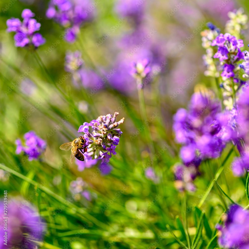 Bee (Apis) on lavender (Lavandula angustifolia) at a wild herb meadow.