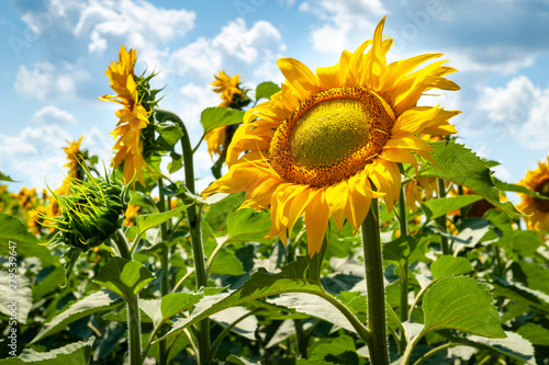 Blooming beautiful sunflower. Blooming sunflower flowers on sunflowers field and blue cloudy sky background.