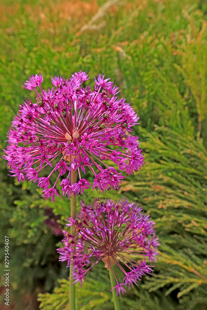 Allium giganteum Regel flowers in the garden Allium giganteum Regel flowers in the garden