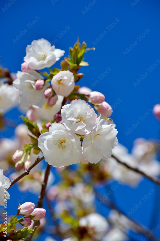 white flowers in spring