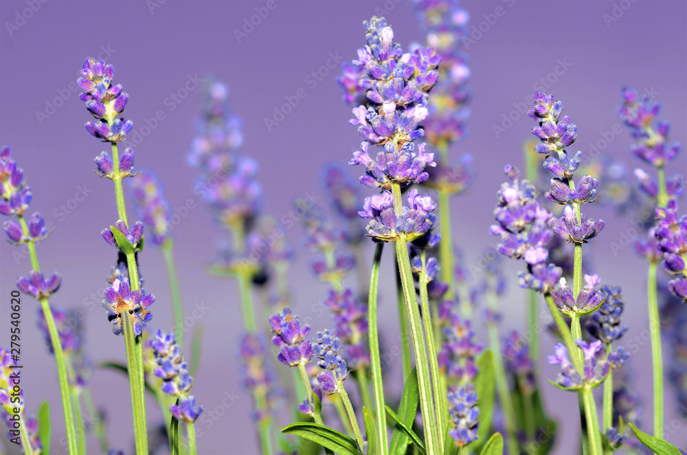 Naklejka premium lavandula angustifolia or true lavender 