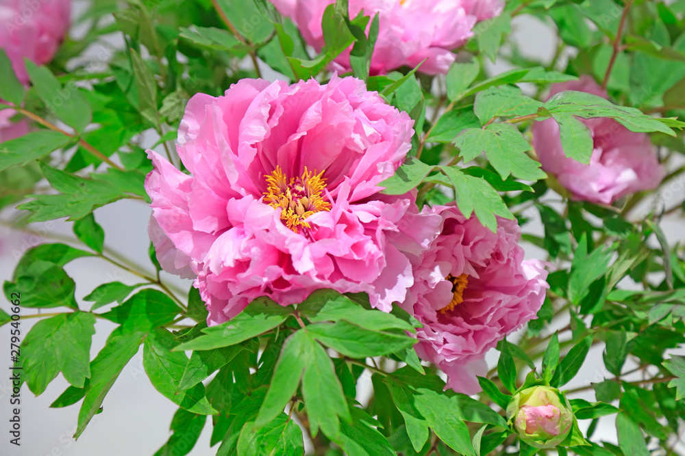 Subshrubby peony flower in the garden Subshrubby peony flower in the garden