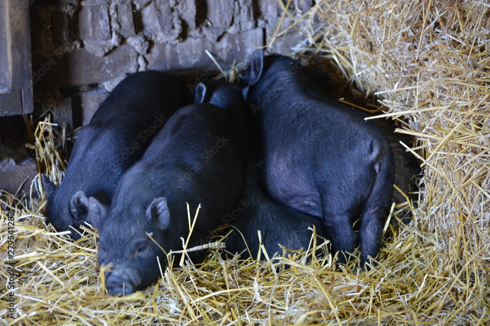 pigs in the straw pigs in the straw