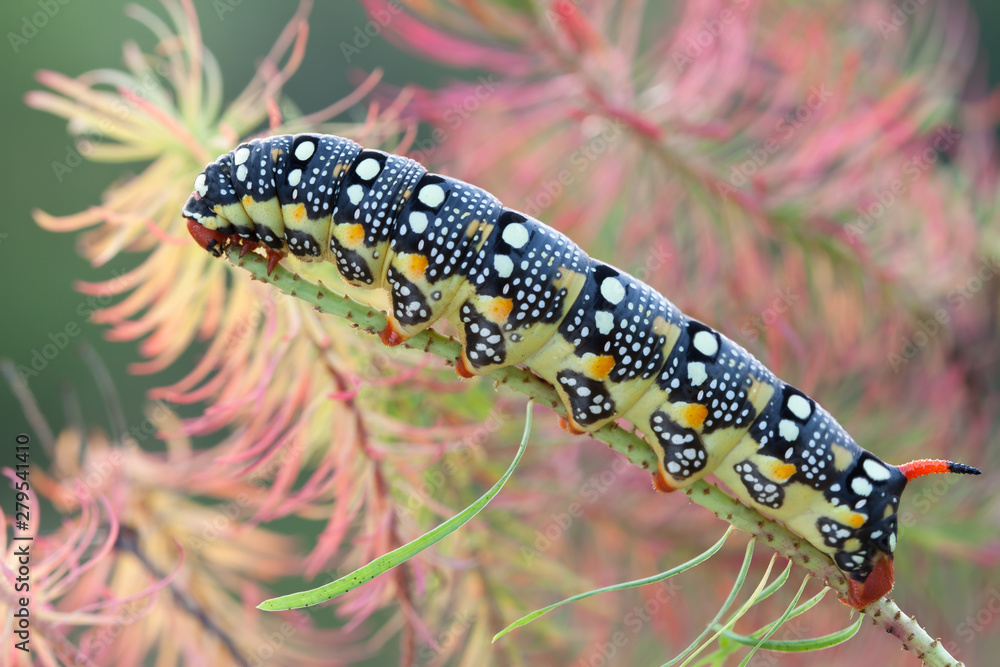 Close up view of spurge hawk-moth caterpillar (Hyles euphorbiae) with red horn crawling on grass blade green over green background