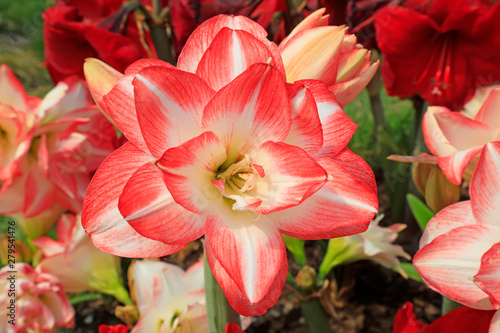 Amaryllis flowers in the garden