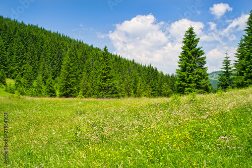 Summer sunny day mountain trees