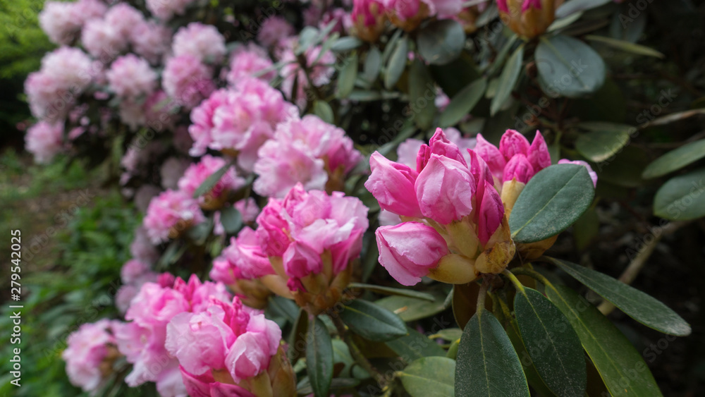Beautiful spring flower of rhododendron in the park Pruhonice Prague. Beautiful spring flower of rhododendron in the park Pruhonice Prague.