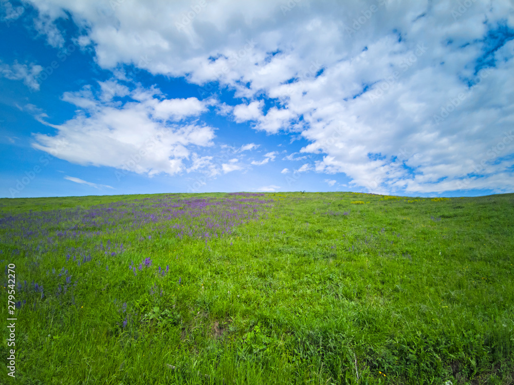 Obraz premium Winding flower covered pasture