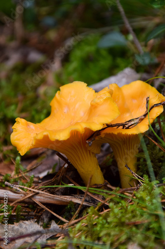 Wild chanterelle mushrooms in the forest