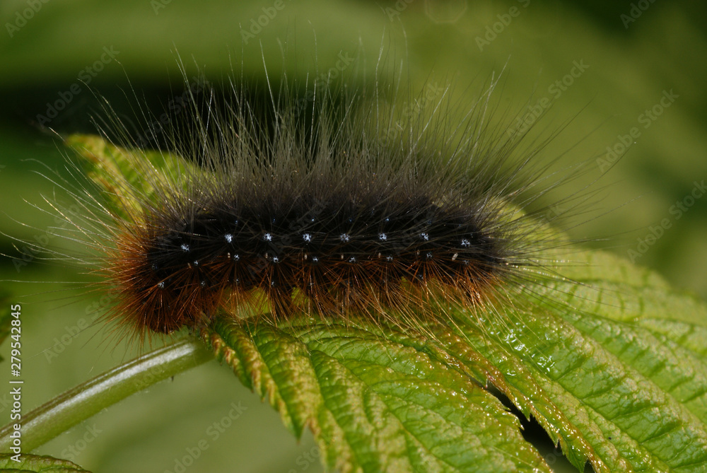 Brauner Bär, Raupe Arctia caja (LINNAEUS, 1758) e.o. Opladen 01.05.2009 10:27