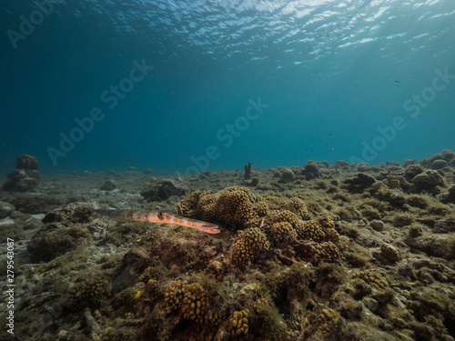 Seascape of coral reef in the Caribbean Sea around Curacao with coral and sponge