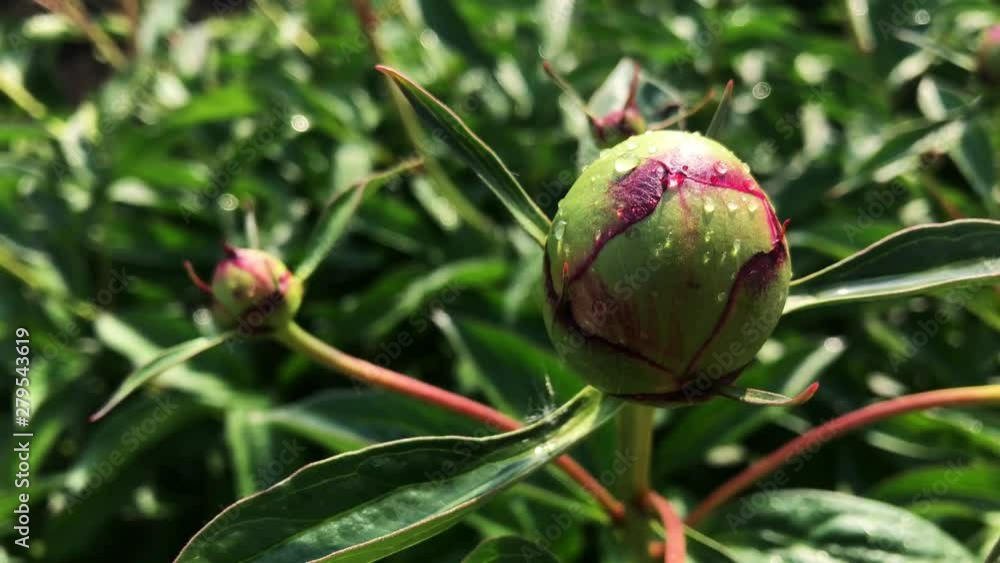 Blooming peony bud on a sunny day. Blooming peony bud on a sunny day.