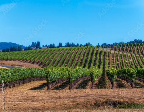 A panoramic of green vineyards climbing the hillside during summer. A dirt road is going up on the left side and in front. A blue sky, trees and houses are in the background.