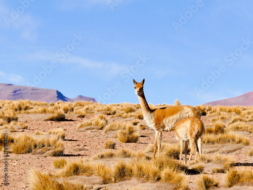 Vicuna (Vicugna vicugna), Eduarado Avaroa National Park, Bolivia