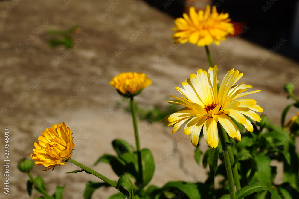 Calendula flowers, bright yellow in Sunny weather. Close-up, blurred background. Calendula flowers, bright yellow in Sunny weather. Close-up, blurred background.