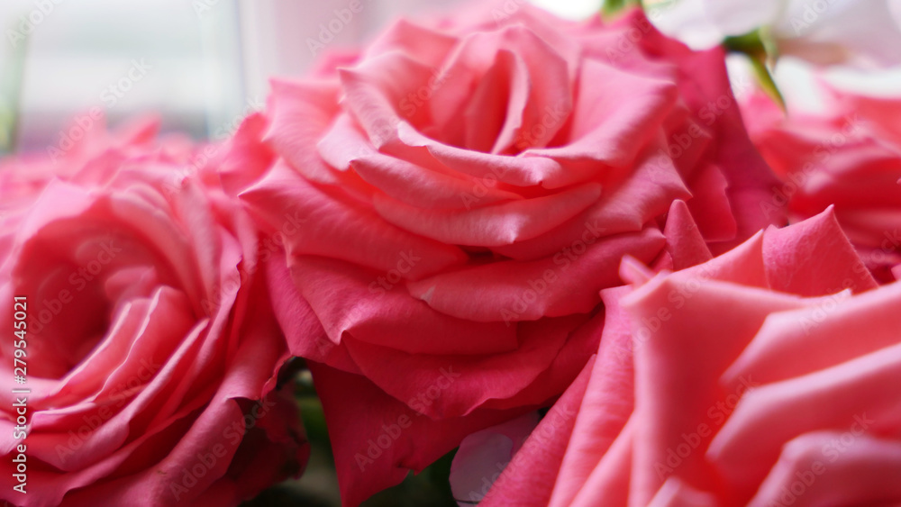Close up abstract views of a pink red rose Close up abstract views of a pink red rose