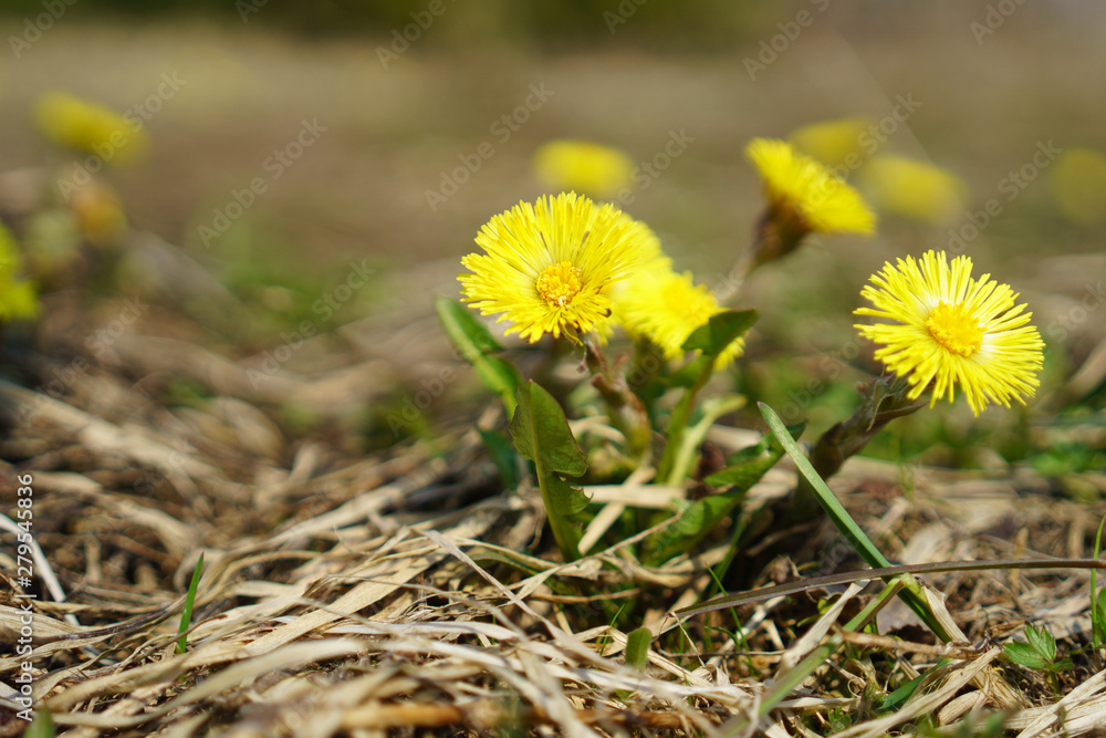 Yellow flowers on the field, spring Yellow flowers on the field, spring