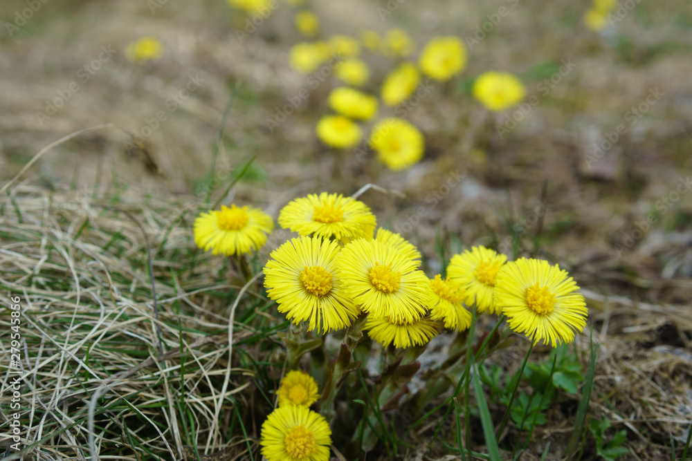 Yellow flowers on the field, spring, closeup Yellow flowers on the field, spring, closeup