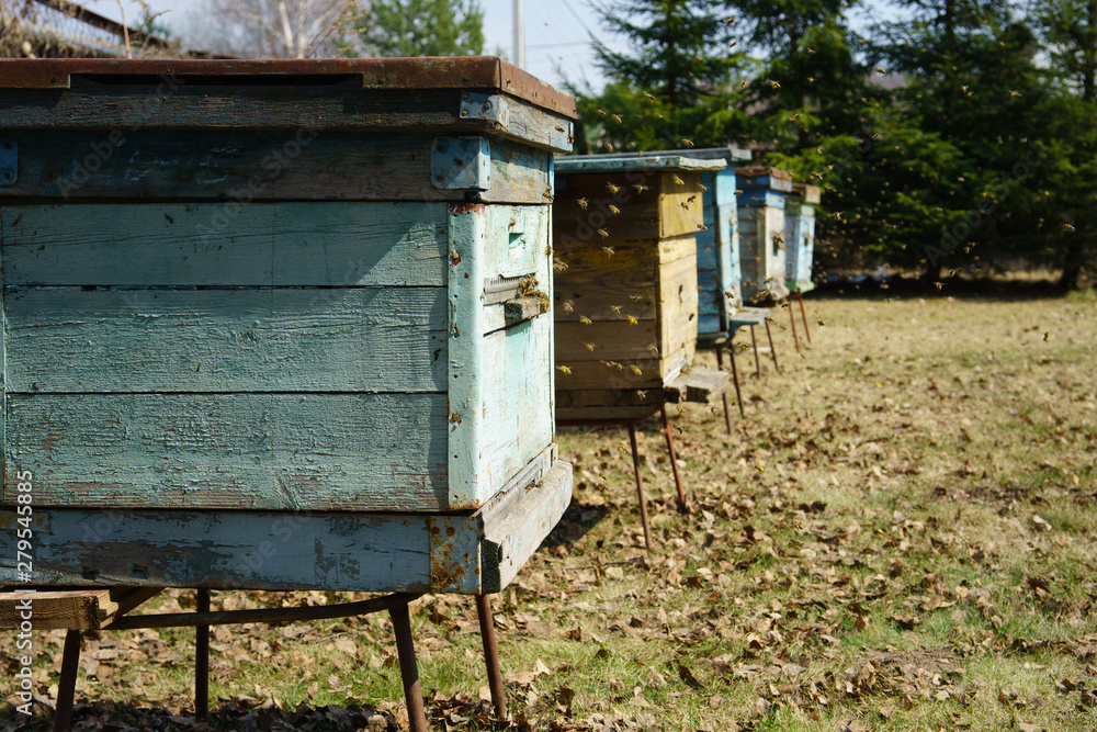Bees fly out of the hive in the spring, apiary, side view
