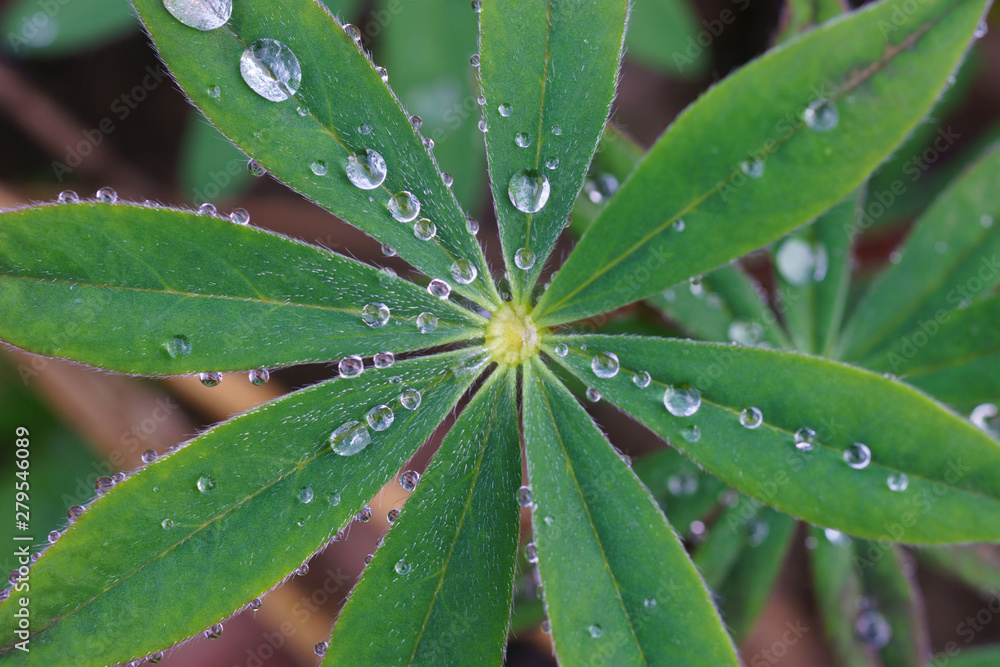 Drops of morning dew on the grass Drops of morning dew on the grass