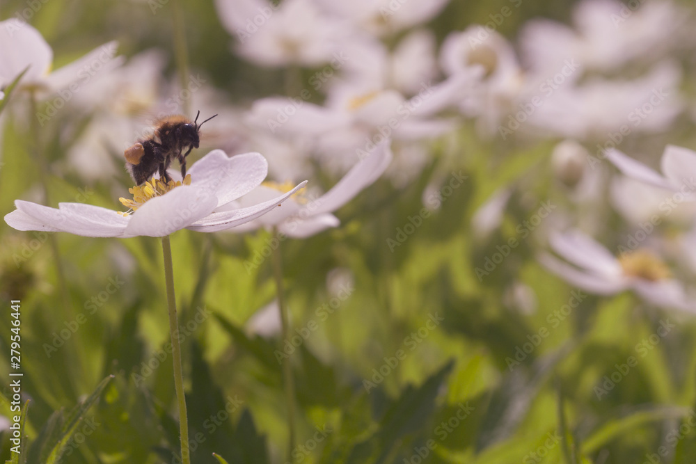 Bumblebee collects pollen on a flower Bumblebee collects pollen on a flower