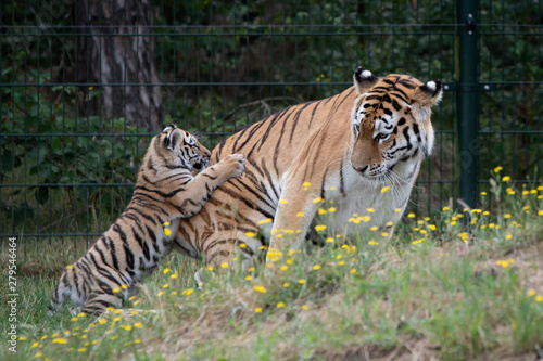 Tiger with Cub