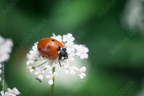 Red ladybug sits on a flower, closeup © grek881