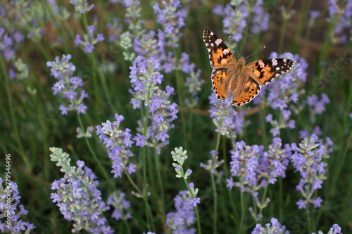Butterfly on a background of purple flowers