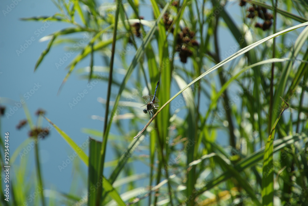 Blue Dragon Fly Cooling Off Near a Pond Blue Dragon Fly Cooling Off Near a Pond