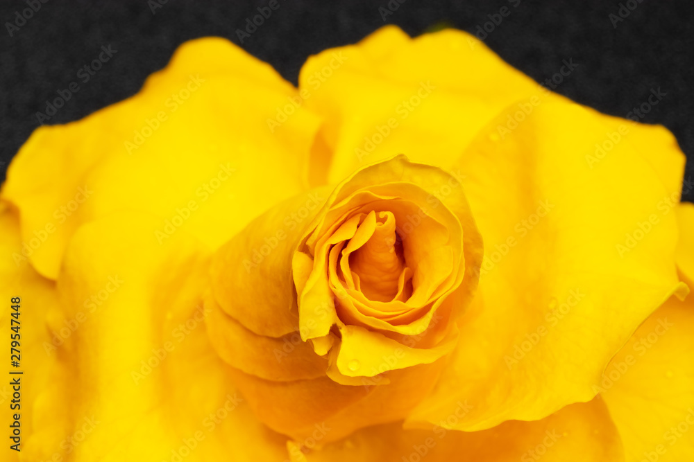 yellow rose on black background / macro photo background photo yellow rose on black background / macro photo background photo